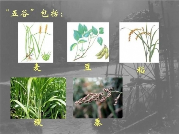 加拿大进口土豪米实则是中国失传1000年的主食老祖宗吃过图片1