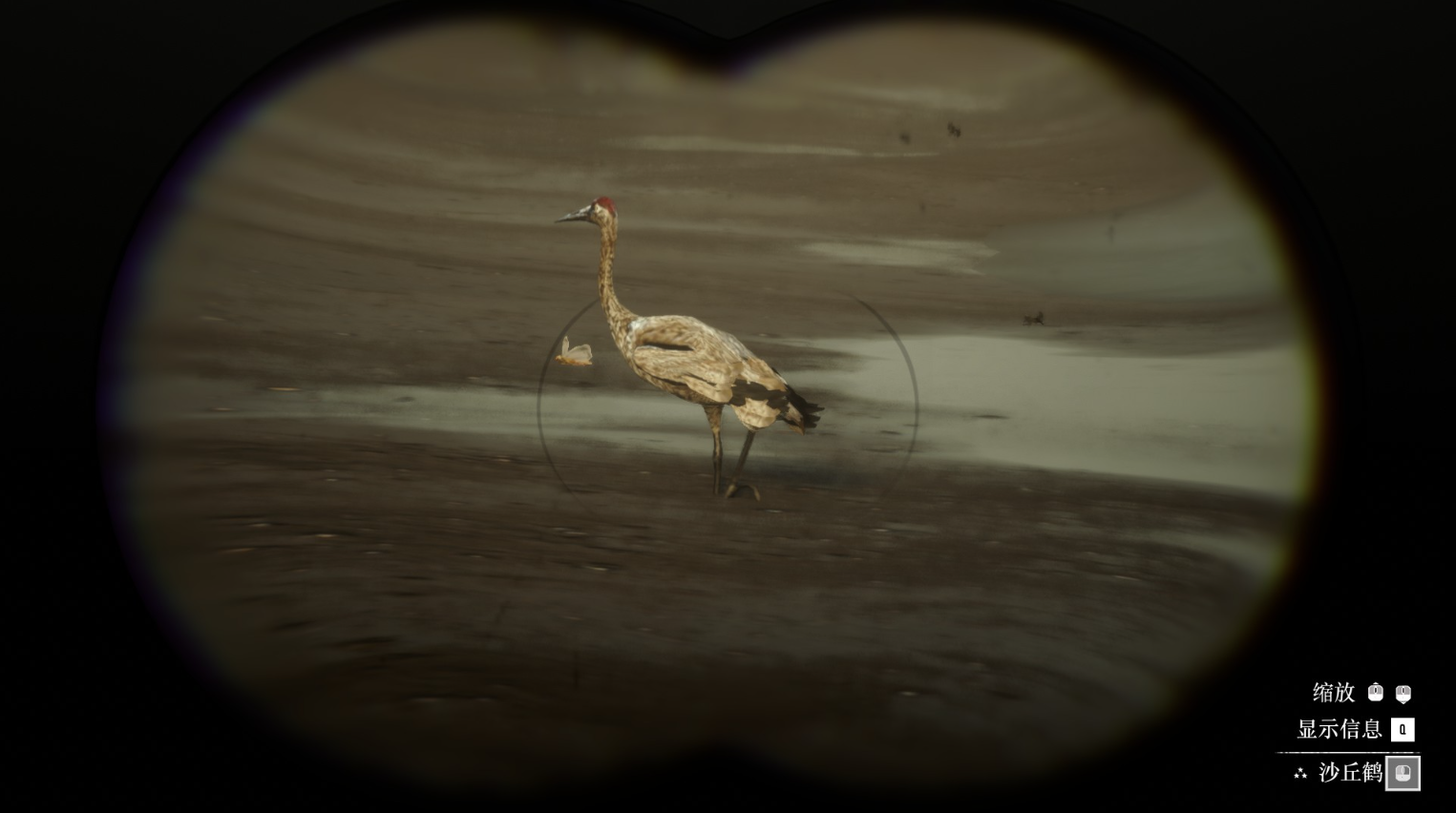 《荒野大镖客2》动物沙丘鹤在哪里找图片2