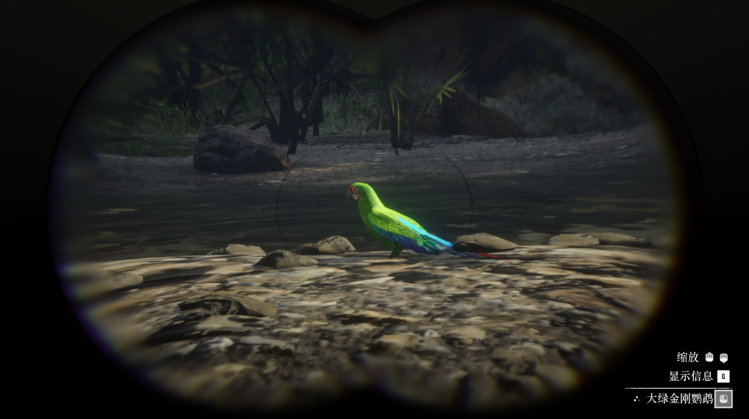 《荒野大镖客2》动物大绿金刚鹦鹉在哪里找图片2