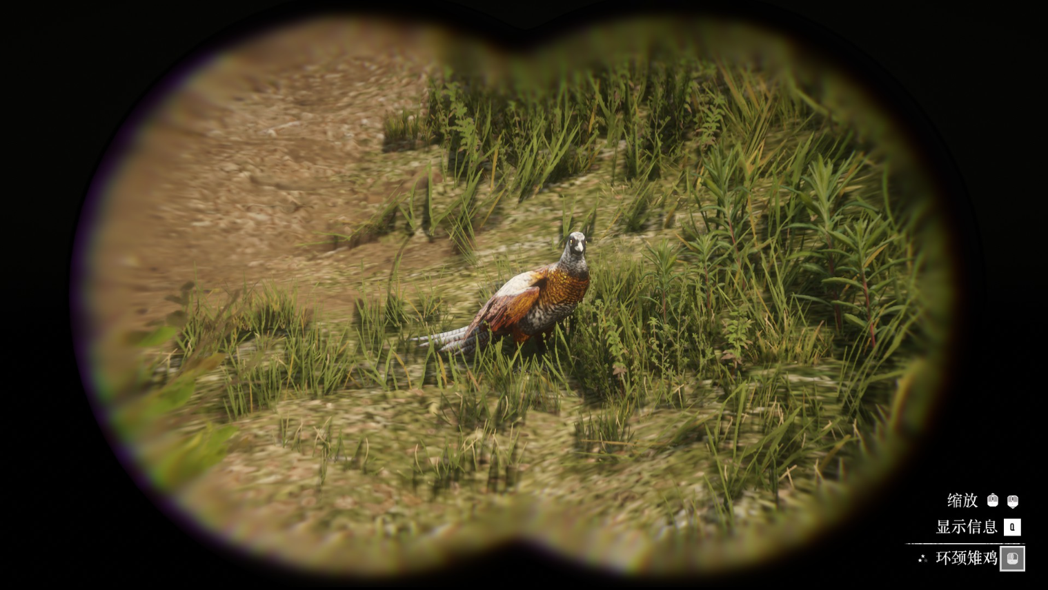 《荒野大镖客2》动物环颈雉鸡在哪里找图片2