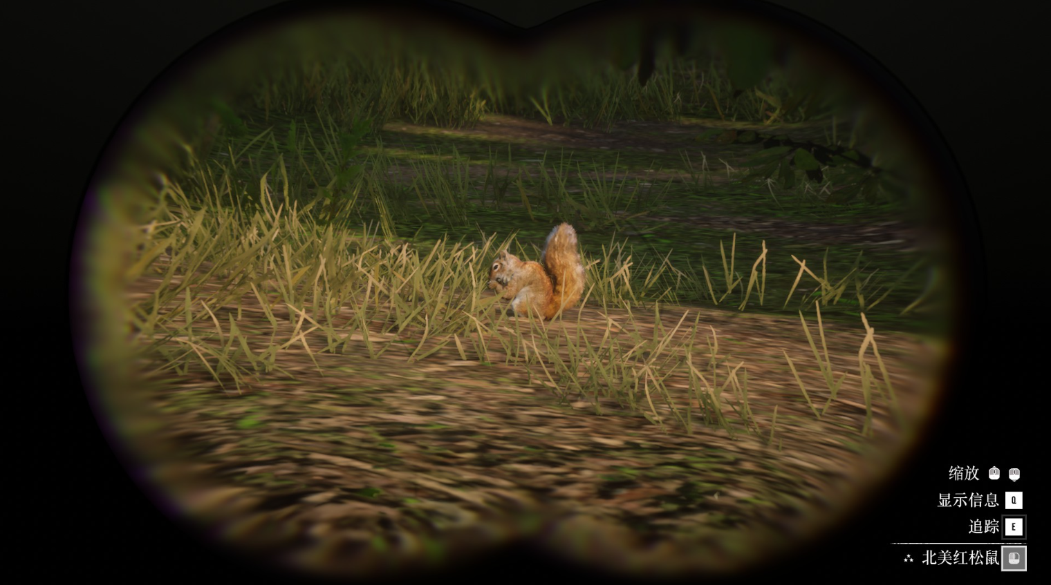 《荒野大镖客2》动物美国红松鼠在哪里找图片2
