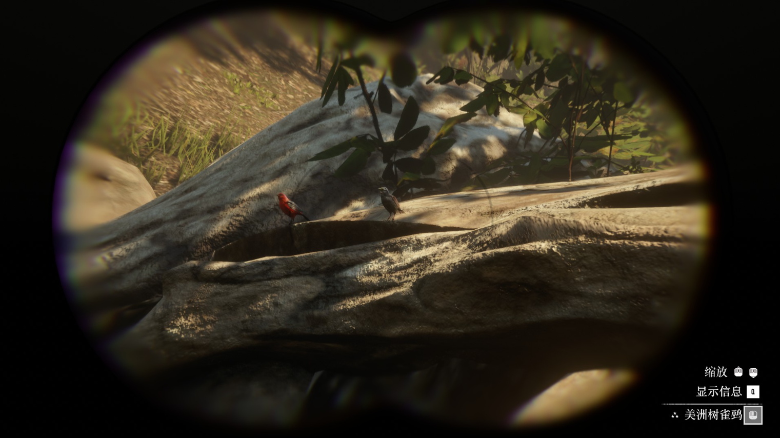 《荒野大镖客2》动物美洲树雀鹀在哪里找图片2