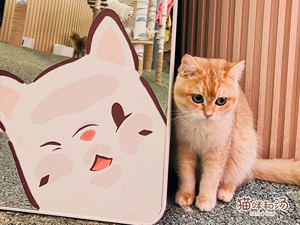 猫咪和汤×宫猫体验馆奉旨撸猫主题店上线图片3